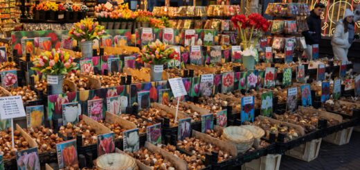 Albert Cuyp Market