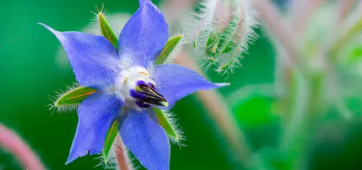 Borago