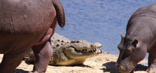 Crocodile Camp