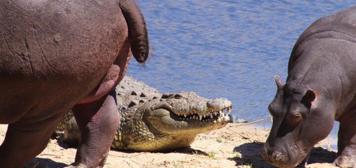 Crocodile Camp