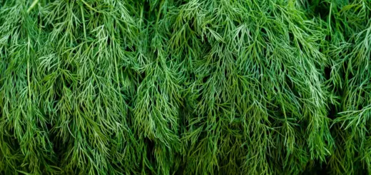 Dill