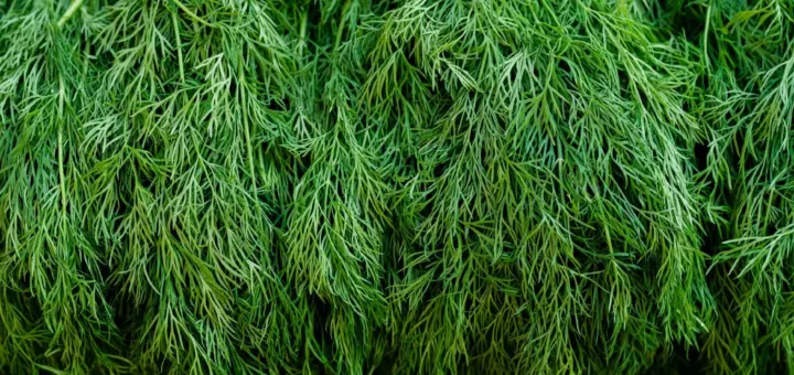 Dill