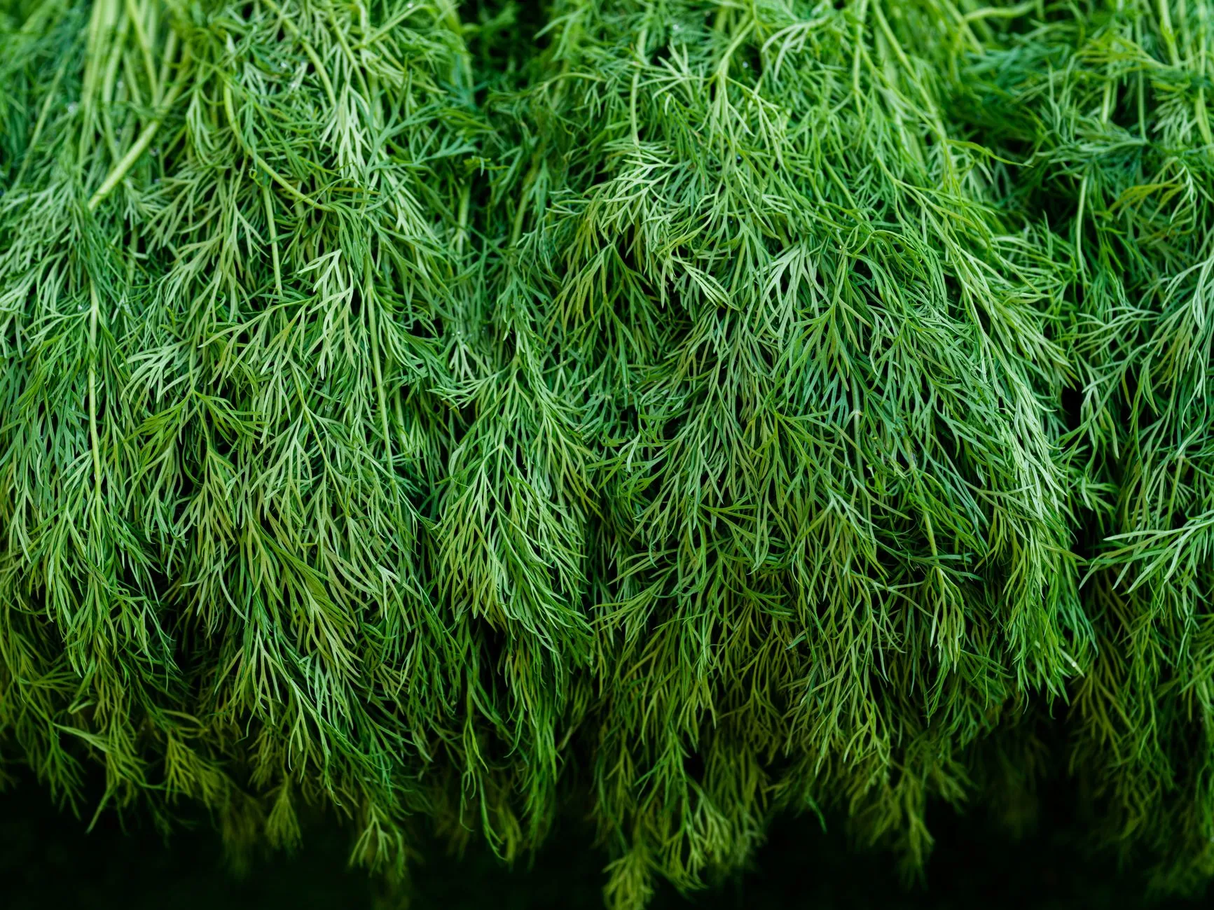 Dill Reykjavik New Nordic