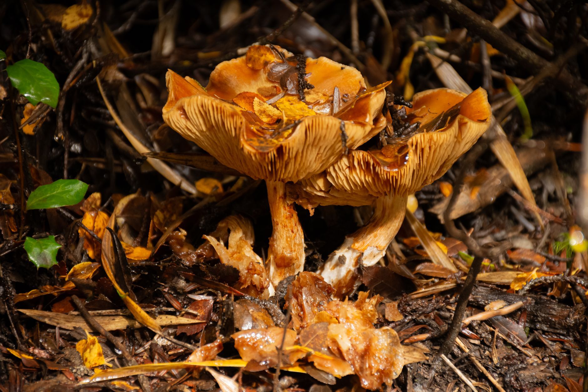 Edulis interior