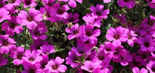 Geranium