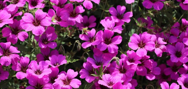 Geranium