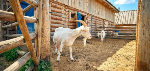 Girl & the Goat