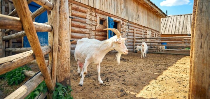 Girl & the Goat