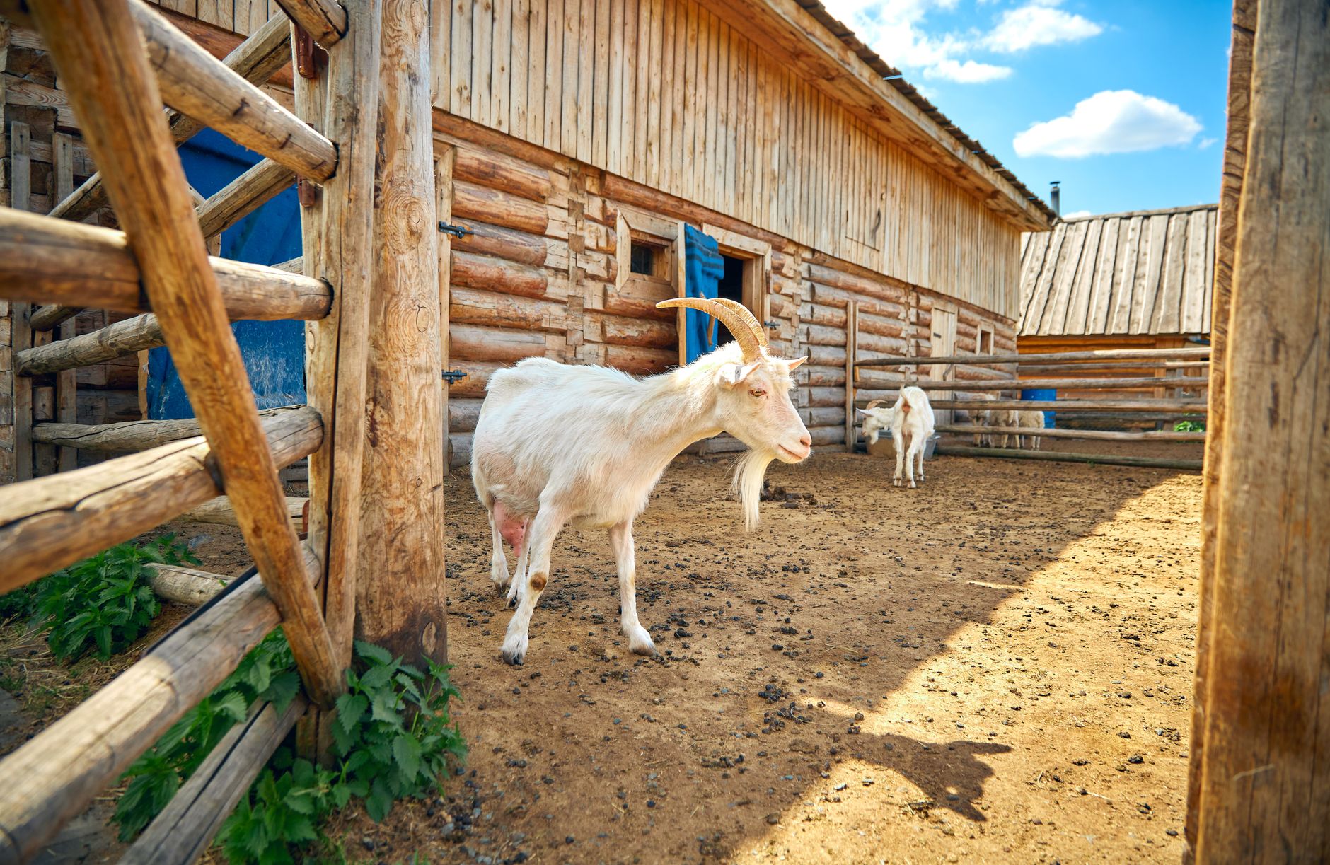 Girl & the Goat - New American di Chicago