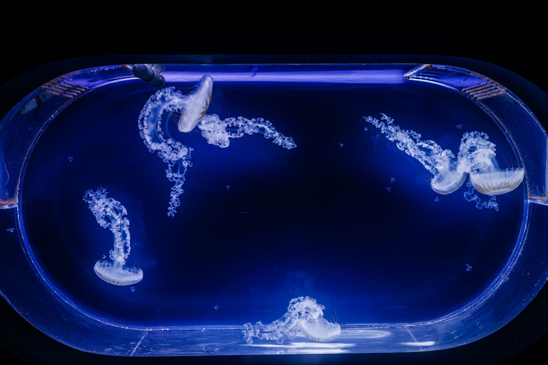 Jellyfish interior