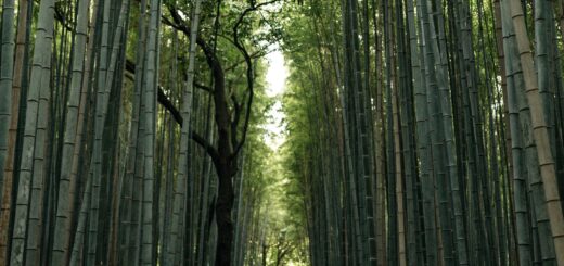 Kitcho Arashiyama