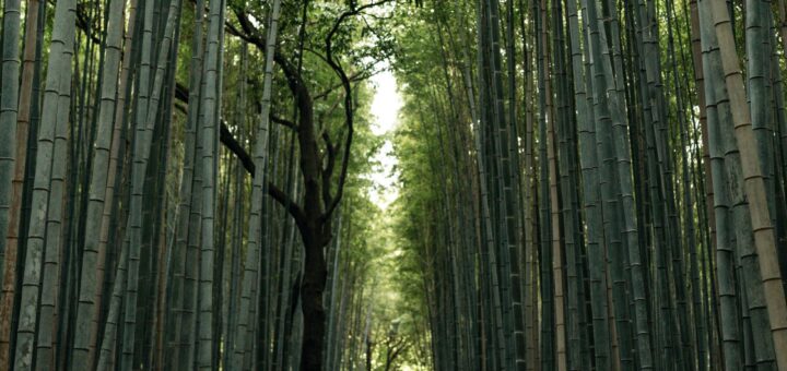 Kitcho Arashiyama