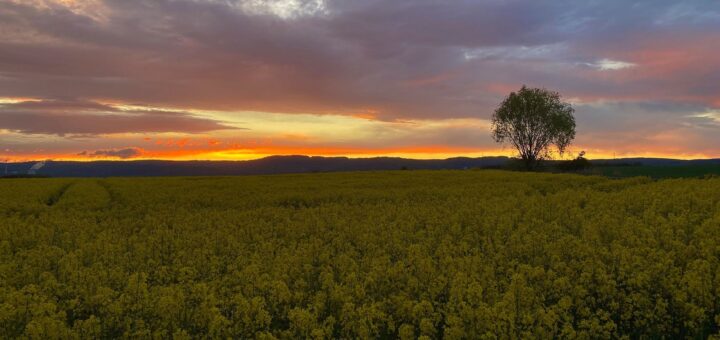 Field