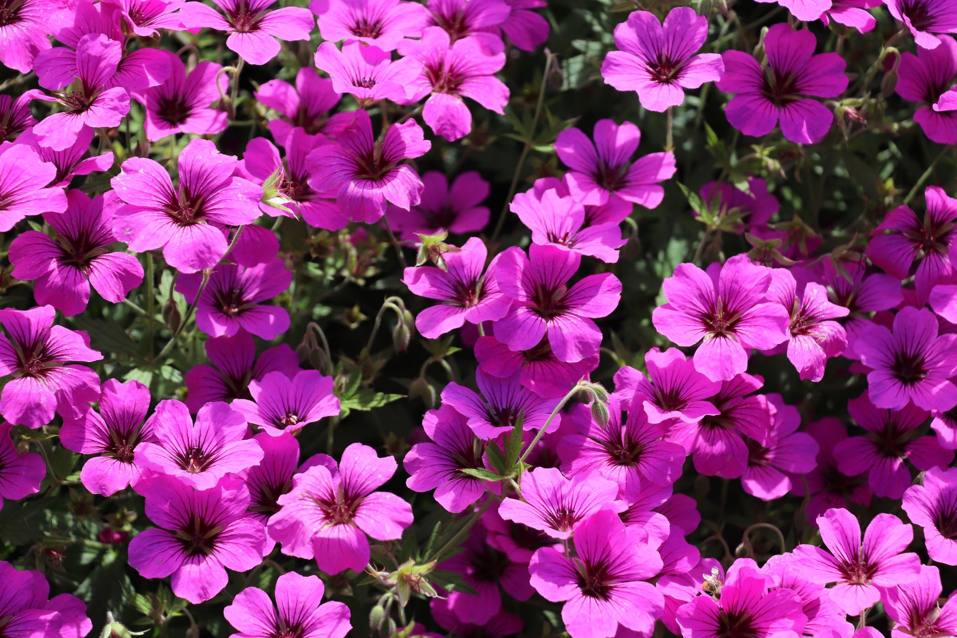 Geranium Copenhagen