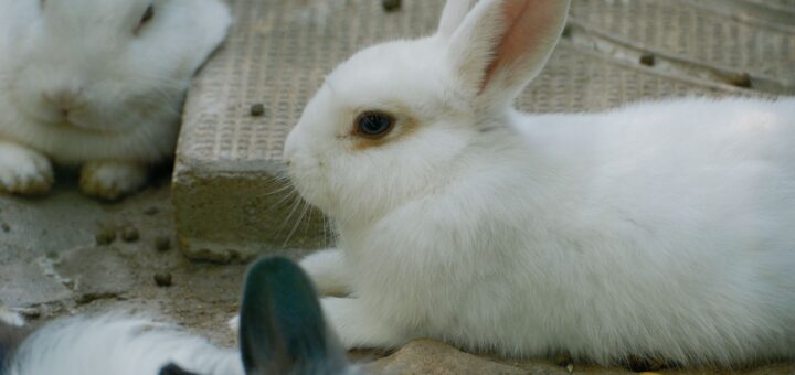 White Rabbit